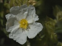 Cistus monspeliensis 2, Saxifraga-Jan van der Straaten