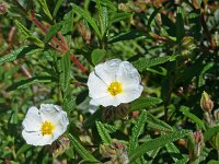 Cistus monspeliensis 21, Saxifraga-Jeroen Willemsen