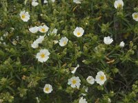 Cistus monspeliensis 25, Saxifraga-Willem van Kruijsbergen