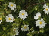Cistus monspeliensis 27, Saxifraga-Willem van Kruijsbergen
