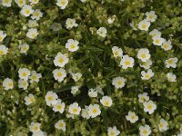 Cistus monspeliensis 32, Saxifraga-Jan van der Straaten