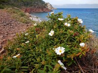 Cistus monspeliensis 36, Saxifraga-Ed Stikvoort