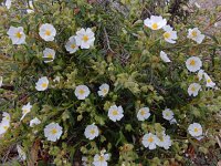 Cistus monspeliensis 39, Saxifraga-Ed Stikvoort