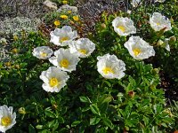 Cistus monspeliensis 40, Saxifraga-Hans Grotenhuis
