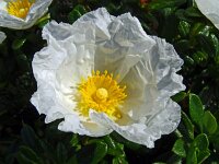 Cistus monspeliensis 41, Saxifraga-Hans Grotenhuis
