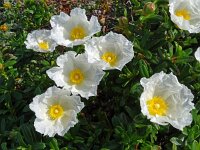 Cistus monspeliensis 42, Saxifraga-Hans Grotenhuis