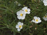 Cistus monspeliensis 5, Saxifraga-Willem van Kruijsbergen