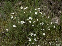 Cistus monspeliensis 6, Saxifraga-Willem van Kruijsbergen