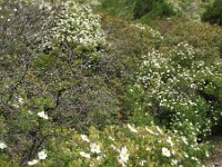Cistus monspeliensis 7, Saxifraga-Rutger Barendse