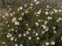 Cistus monspeliensis 9, Saxifraga-Jan van der Straaten