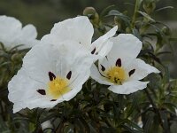 Cistus palhinhae 43, Saxifraga-Willem van Kruijsbergen