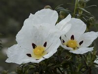 Cistus palhinhae 44, Saxifraga-Willem van Kruijsbergen