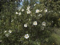 Cistus palhinhae 45, Saxifraga-Willem van Kruijsbergen