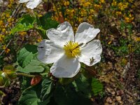 Cistus populifolius 4, Saxifraga-Hans Grotenhuis
