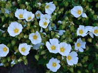 Cistus salviifolius 57, Saxifraga-Harry Jans