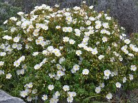 Cistus salviifolius 58, Saxifraga-Harry Jans