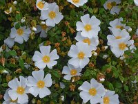 Cistus salviifolius 59, Saxifraga-Harry Jans