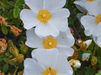 Cistus salviifolius 60, Saxifraga-Harry Jans