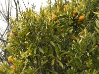 Citrus sinensis 5, Sinaasappel, Saxifraga-Willem van Kruijsbergen