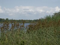Cladium mariscus 11, Galigaan, Saxifraga-Jan van der Straaten