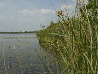 Cladium mariscus 18, Galigaan, Saxifraga-Jan van der Straaten