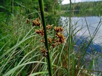 Cladium mariscus 22, Galigaan, Saxifraga-Hans Grotenhuis