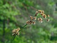 Cladium mariscus 23, Galigaan, Saxifraga-Hans Grotenhuis