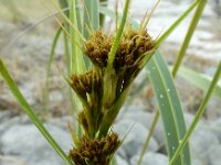 Cladium mariscus 24, Galigaan, Saxifraga-Ed Stikvoort : the Burren s9900