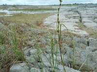 Cladium mariscus 25, Galigaan, Saxifraga-Ed Stikvoort : the Burren s9900