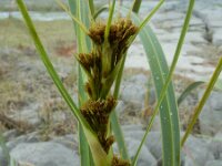 Cladium mariscus 26, Galigaan, Saxifraga-Ed Stikvoort : the Burren s9900