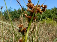 Cladium mariscus 27, Galigaan, Saxifraga-Ed Stikvoort