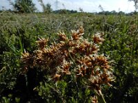 Cladium mariscus 28, Galigaan, Saxifraga-Ed Stikvoort : Halsters Laag A900