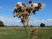 Cladium mariscus 29, Galigaan, Saxifraga-Ed Stikvoort : Halsters Laag A900