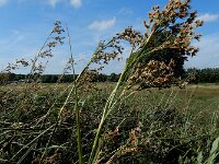 Cladium mariscus 30, Galigaan, Saxifraga-Ed Stikvoort : Halsters Laag A900