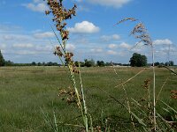 Cladium mariscus 31, Galigaan, Saxifraga-Ed Stikvoort : Halsters Laag A900