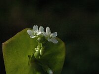 Claytonia perfoliata, Miners Lettuce