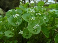 Claytonia perfoliata 10, Winterpostelein, Saxifraga-Ed Stikvoort.
