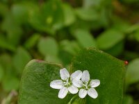 Claytonia perfoliata 11, Winterpostelein, Saxifraga-Ed Stikvoort.