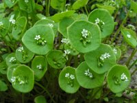 Claytonia perfoliata 13, Winterpostelein, Saxifraga-Ed Stikvoort.