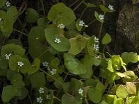 Claytonia perfoliata 18, Winterpostelein, Saxifraga-Jan van der Straaten