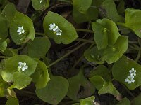 Claytonia perfoliata 19, Winterpostelein, Saxifraga-Jan van der Straaten