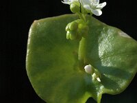 Claytonia perfoliata 2, Winterpostelein, Saxifraga-Jan van der Straaten