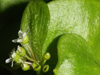 Claytonia perfoliata 3, Winterpostelein, Saxifraga-Rutger Barendse