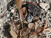 Claytonia perfoliata 4, Winterpostelein, Saxifraga-Rutger Barendse
