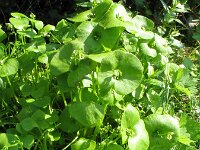 Claytonia perfoliata 6, Winterpostelein, Saxifraga-Rutger Barendse