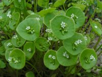 Claytonia perfoliata 7, Winterpostelein, Saxifraga-Ed Stikvoort