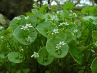 Claytonia perfoliata 10, Witte winterpostelein, Saxifraga-Ed Stikvoort.