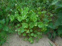 Claytonia perfoliata 12, Witte winterpostelein, Saxifraga-Ed Stikvoort.