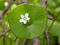 Claytonia perfoliata 14, Witte winterpostelein, Saxifraga-Ed Stikvoort.
