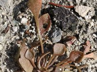 Claytonia perfoliata 4, Witte winterpostelein, Saxifraga-Rutger Barendse